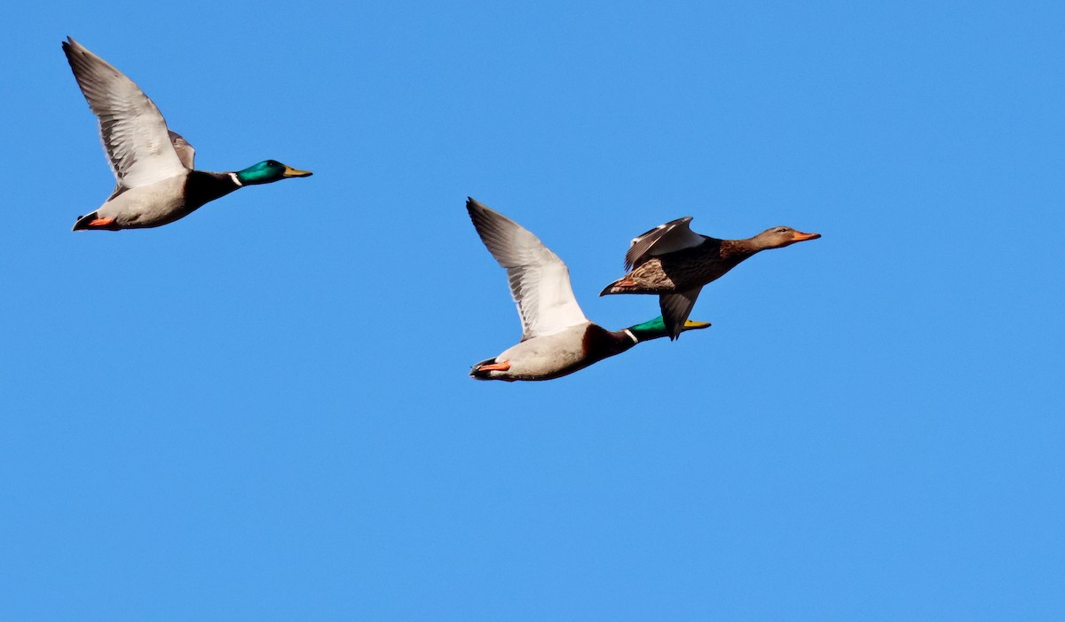 kachna divoká - ML647083939