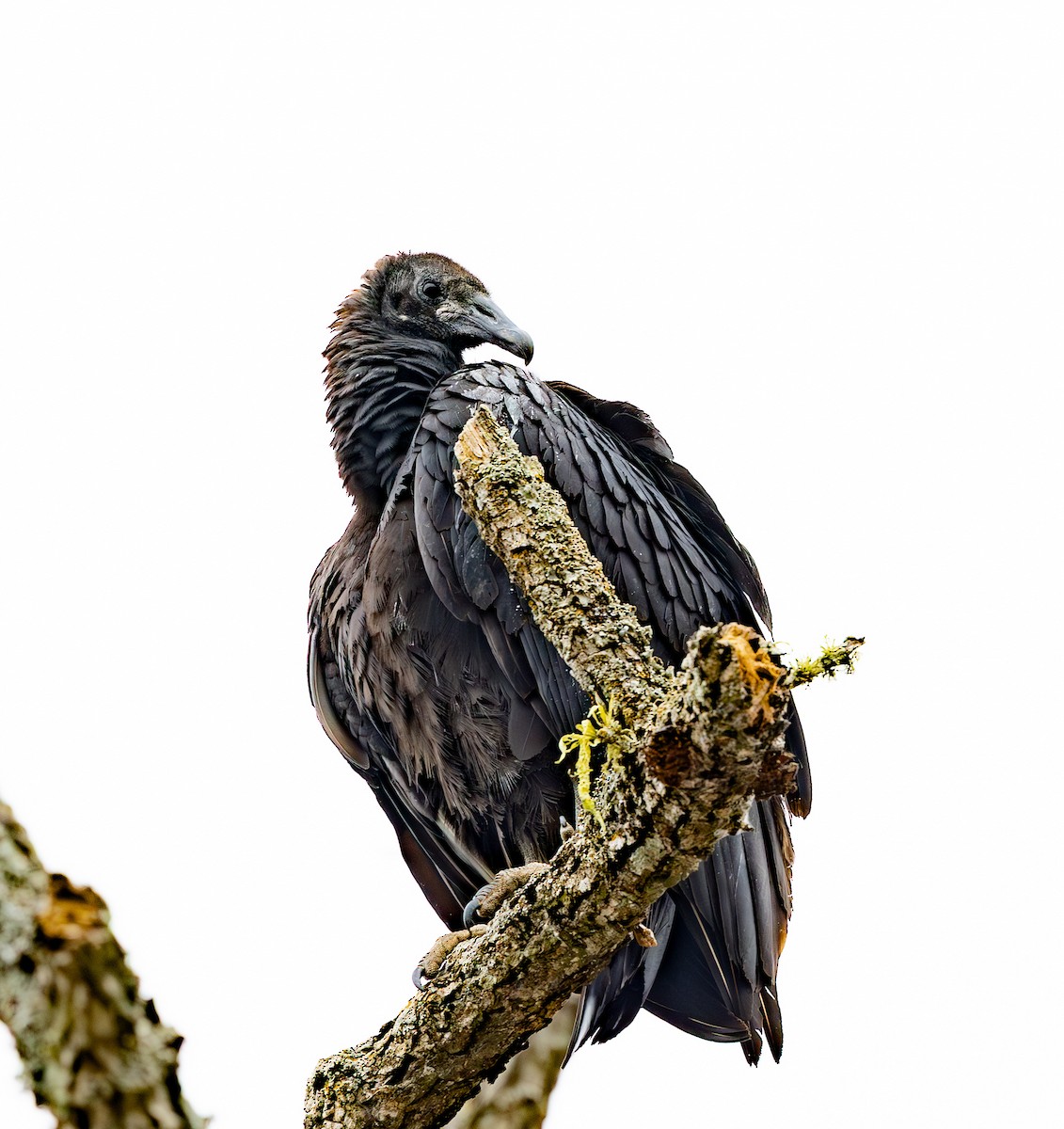 Black Vulture - ML647083957