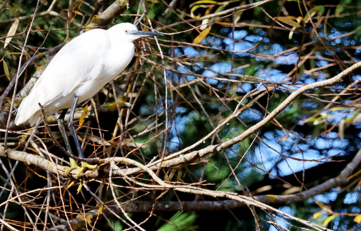 volavka stříbřitá - ML647083961