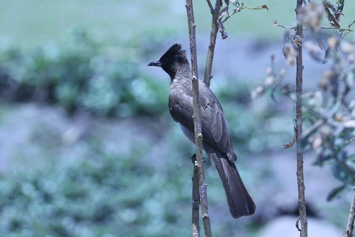 Бюльбюль темноголовий - ML647083962