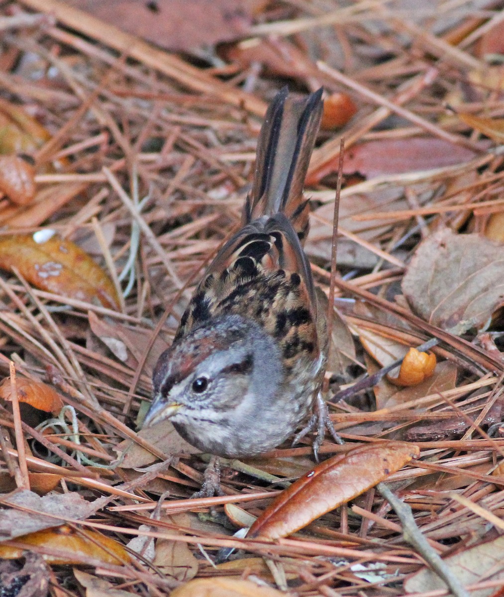 Swamp Sparrow - ML647083963