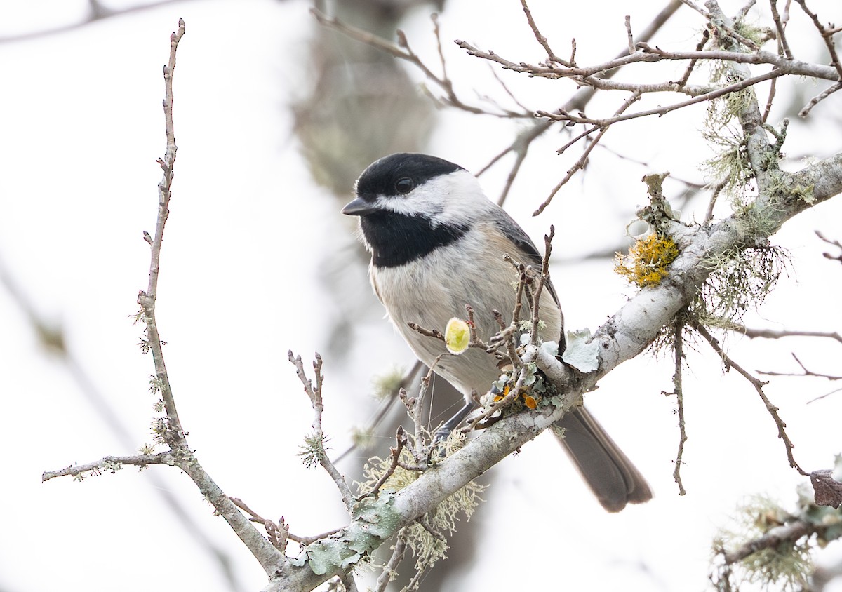 Carolina Chickadee - ML647083967