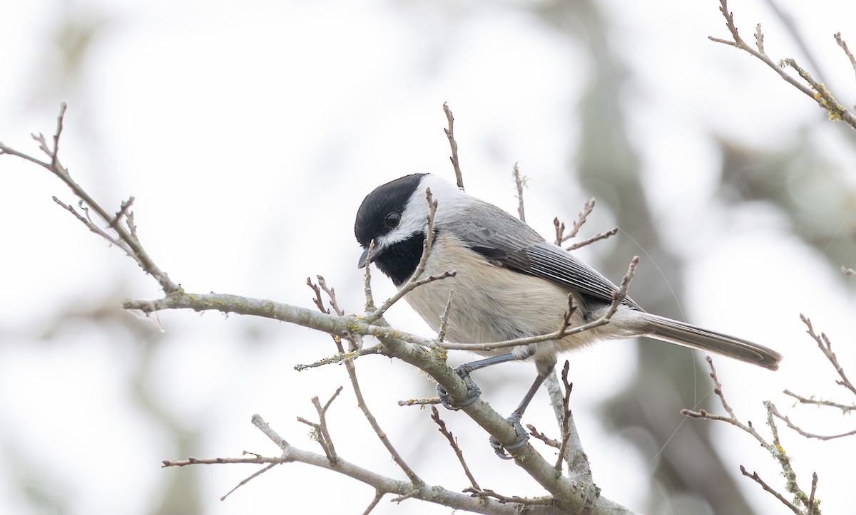 Carolina Chickadee - ML647083972