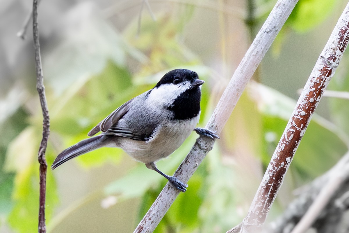 Carolina Chickadee - ML647083978