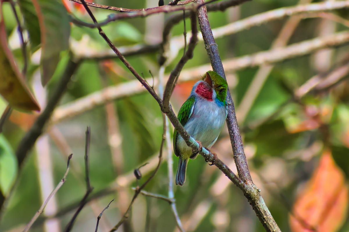 Cuban Tody - ML647083995