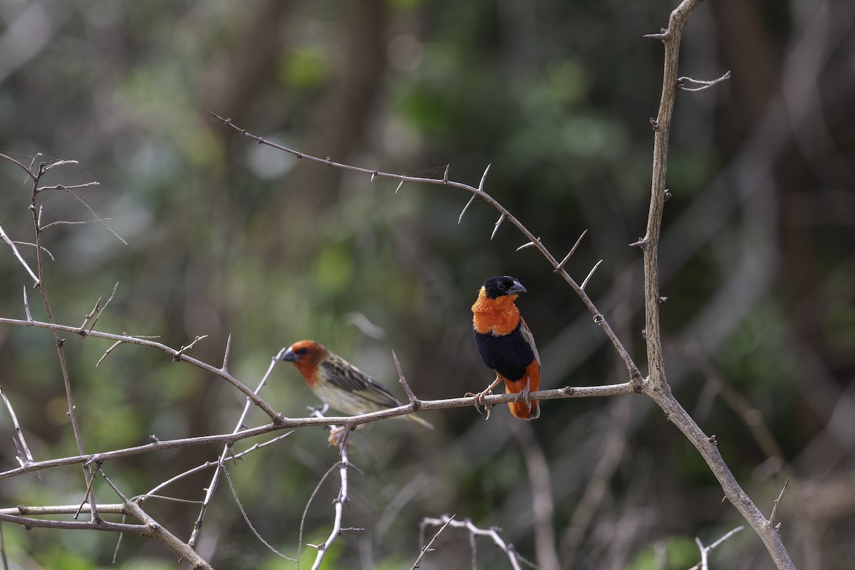 Iparraldeko euplekte laranja - ML647083996