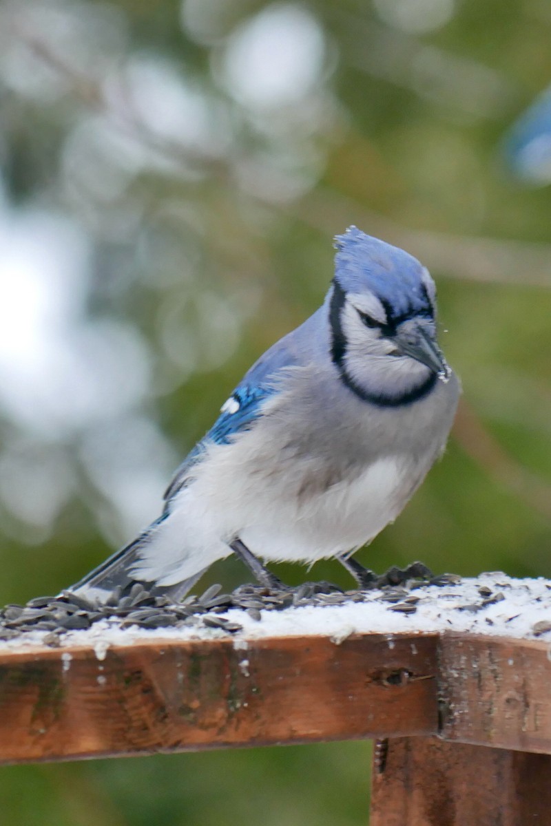 Blue Jay - ML647083998