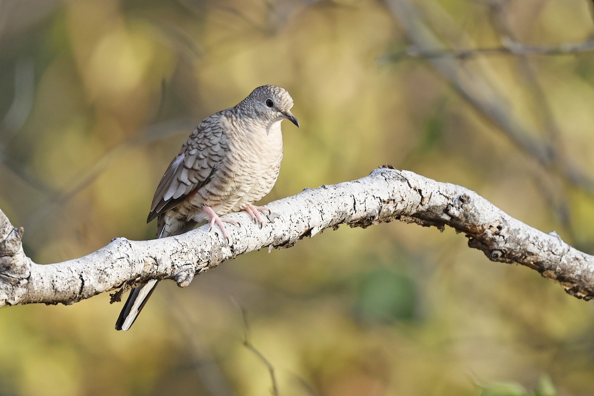 Inca Dove - ML647084007