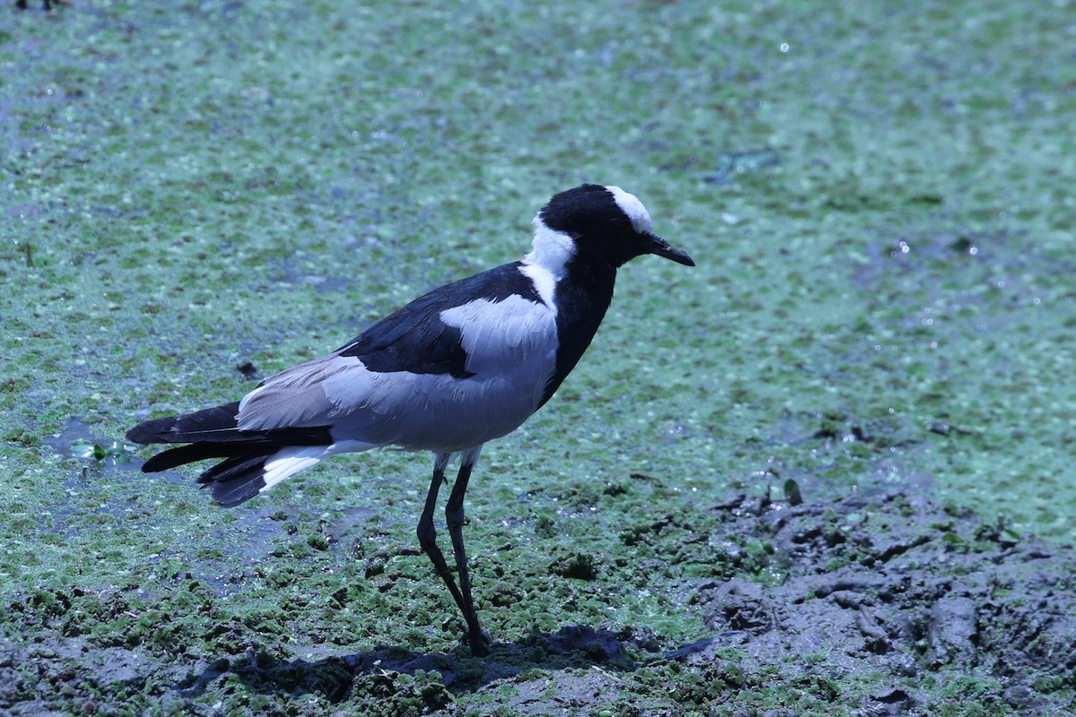 シロクロゲリ - ML647084011