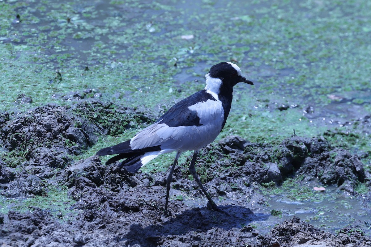 シロクロゲリ - ML647084012