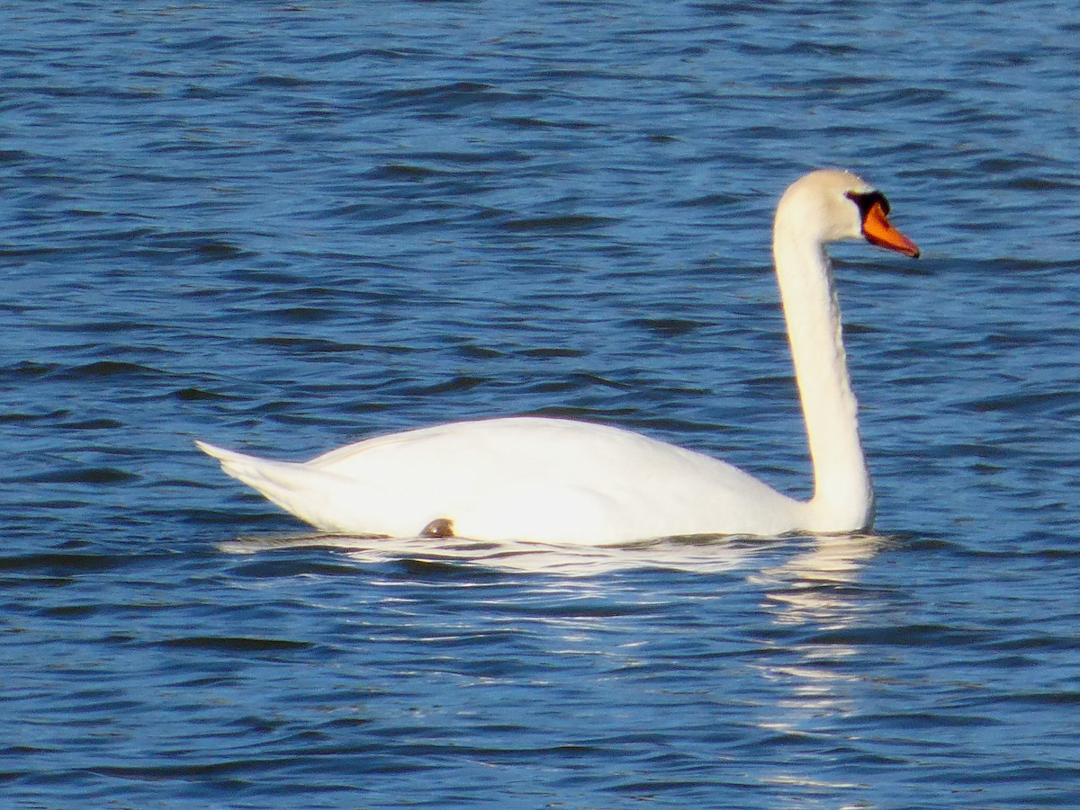 Лебідь-шипун - ML647084018