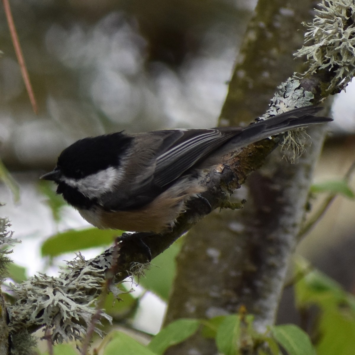 Black-capped Chickadee - ML647084021
