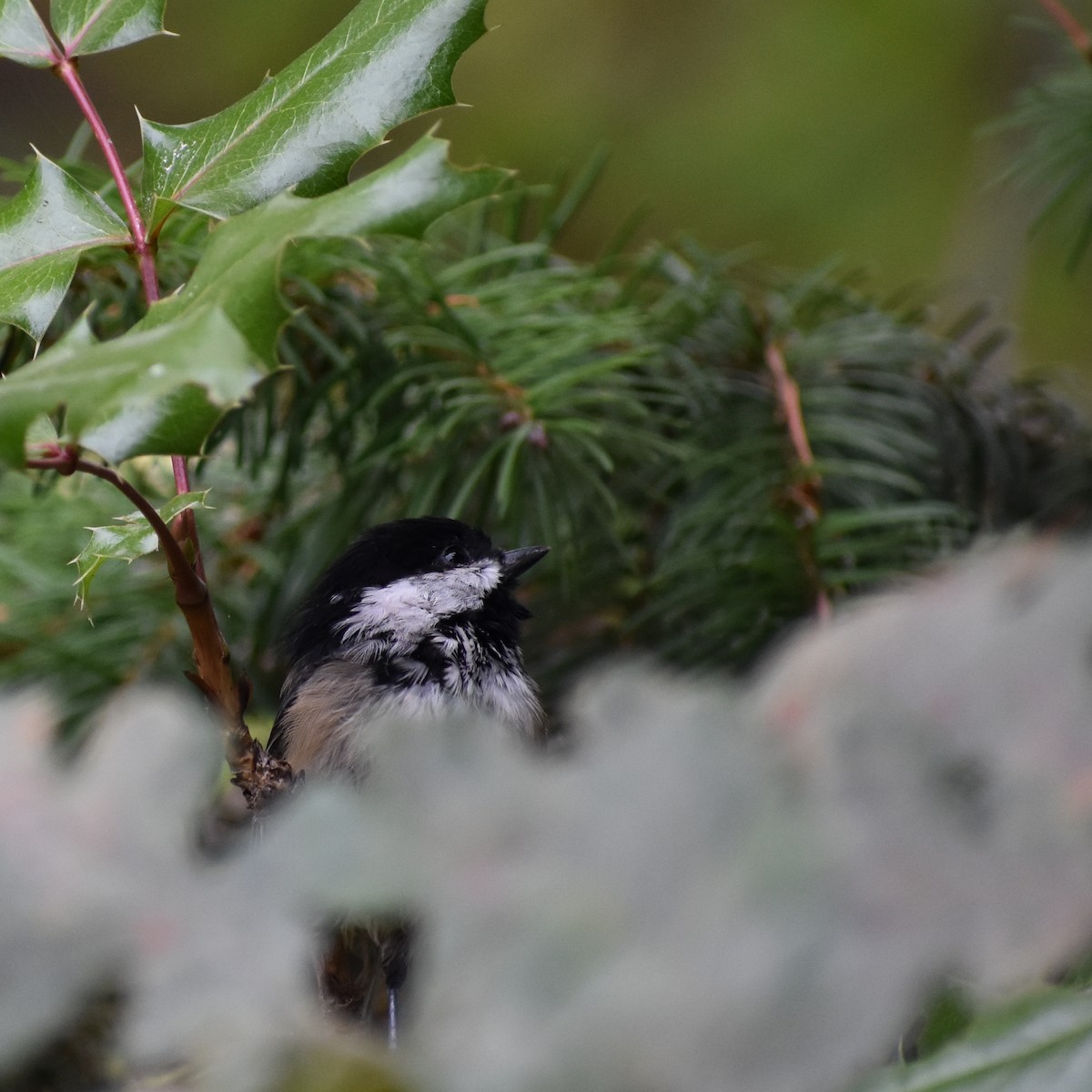 Black-capped Chickadee - ML647084023