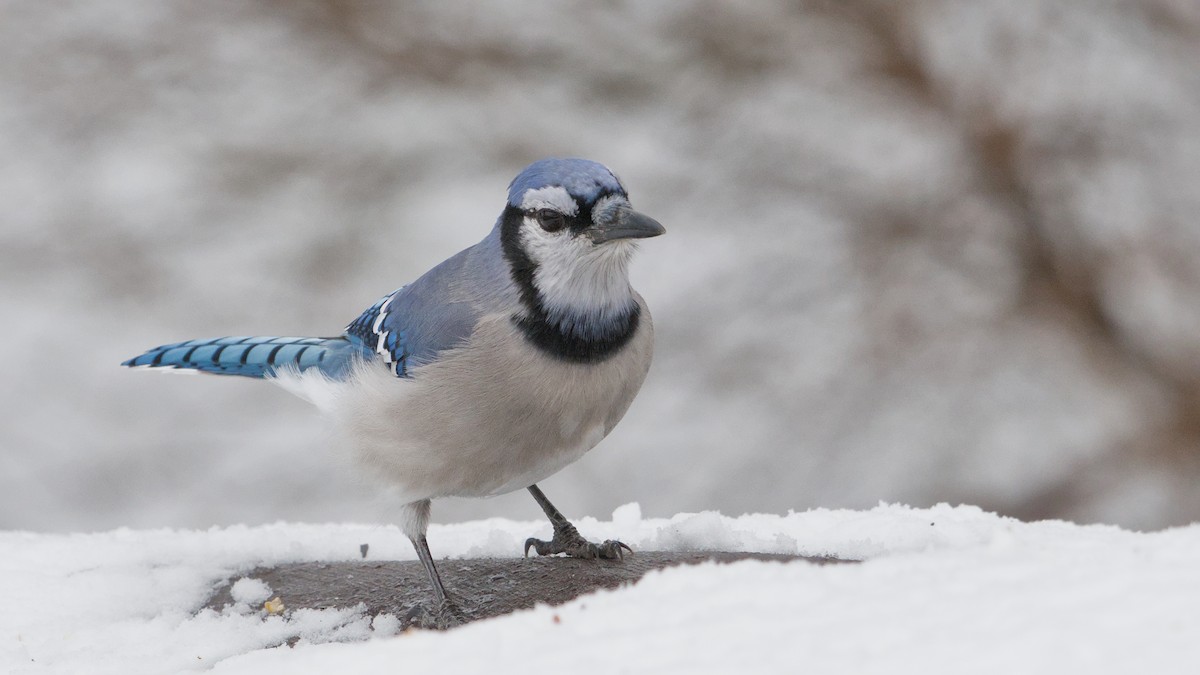 Blue Jay - ML647084041