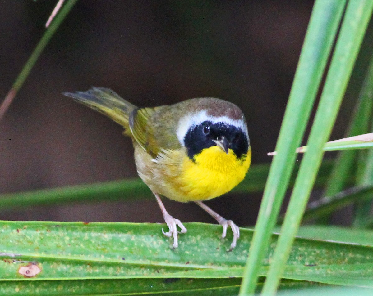 Common Yellowthroat - ML647084043