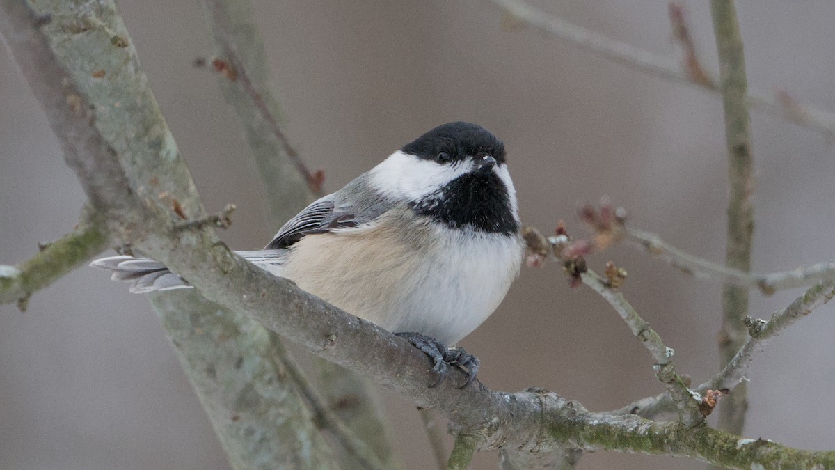 Black-capped Chickadee - ML647084058