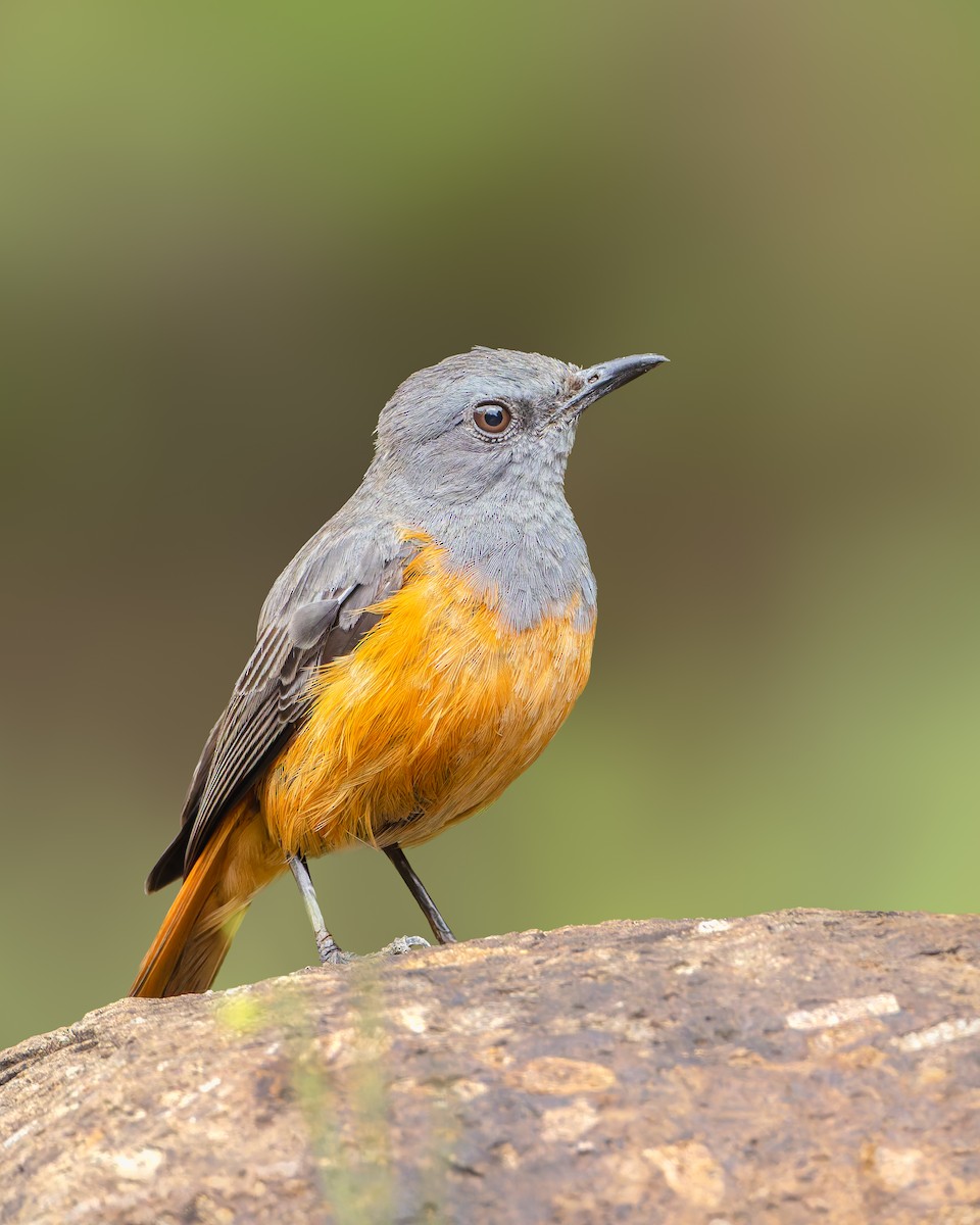 Little Rock-Thrush - ML647084063
