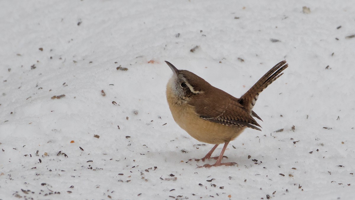 karolinasmett - ML647084077