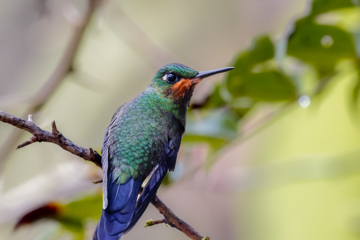 blåsmykkebriljant - ML647084079