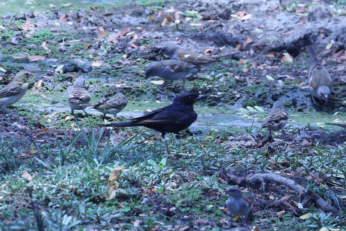 savannedrongo - ML647084081