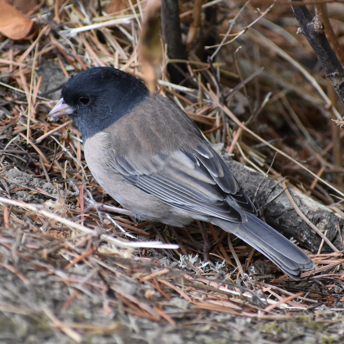 vinterjunko - ML647084082