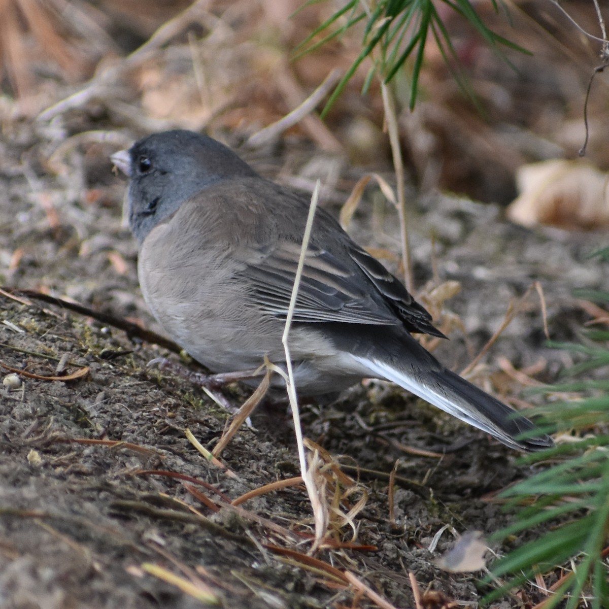 vinterjunko - ML647084084