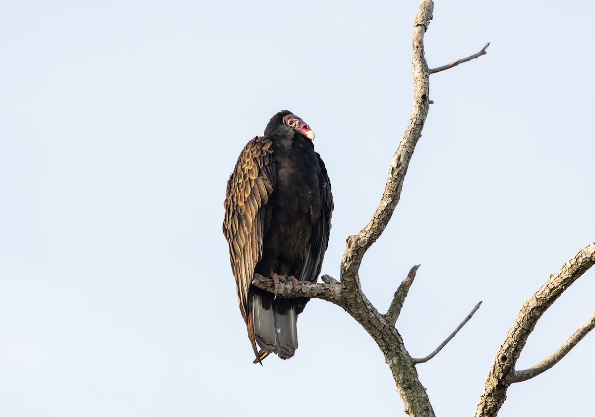 kalkunkondor - ML647084085