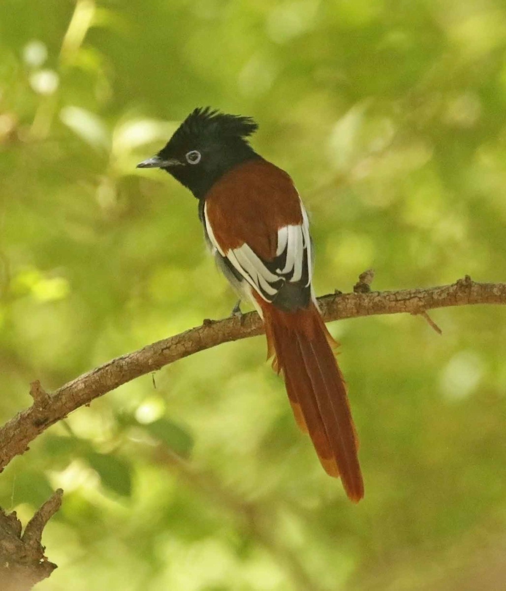 strimmelparadismonark - ML647084087