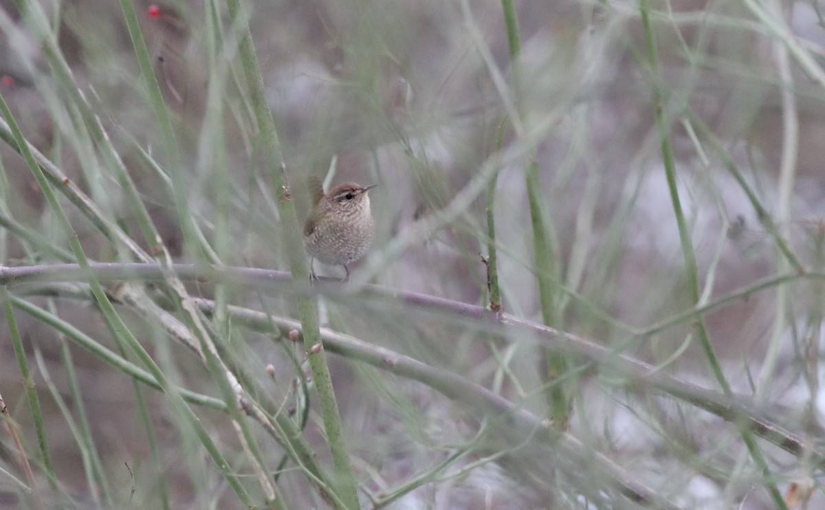 vintersmett - ML647084088