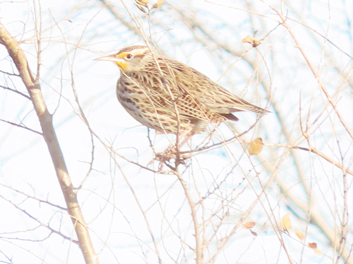 prærielerketrupial - ML647084089