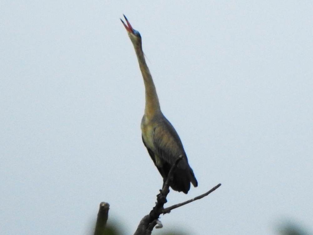 plystrehegre - ML647084091