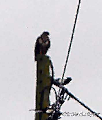 musvåk - ML647084093