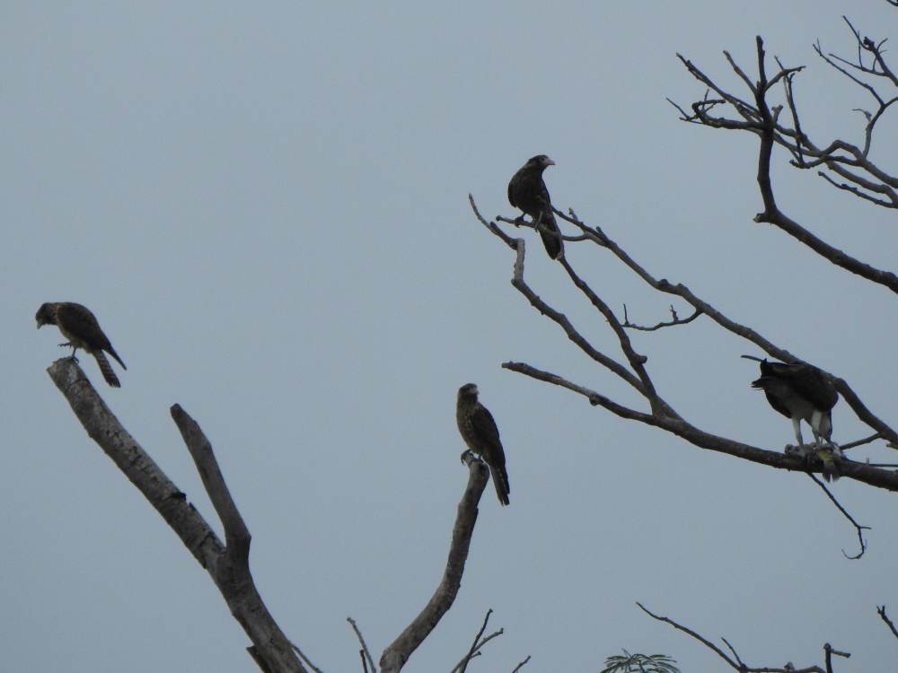 kremkarakara - ML647084095