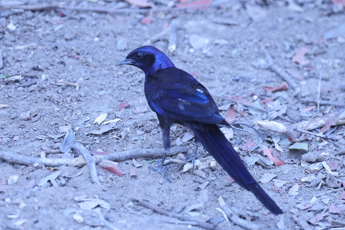 mopaneglansstær (mevesii) - ML647084096