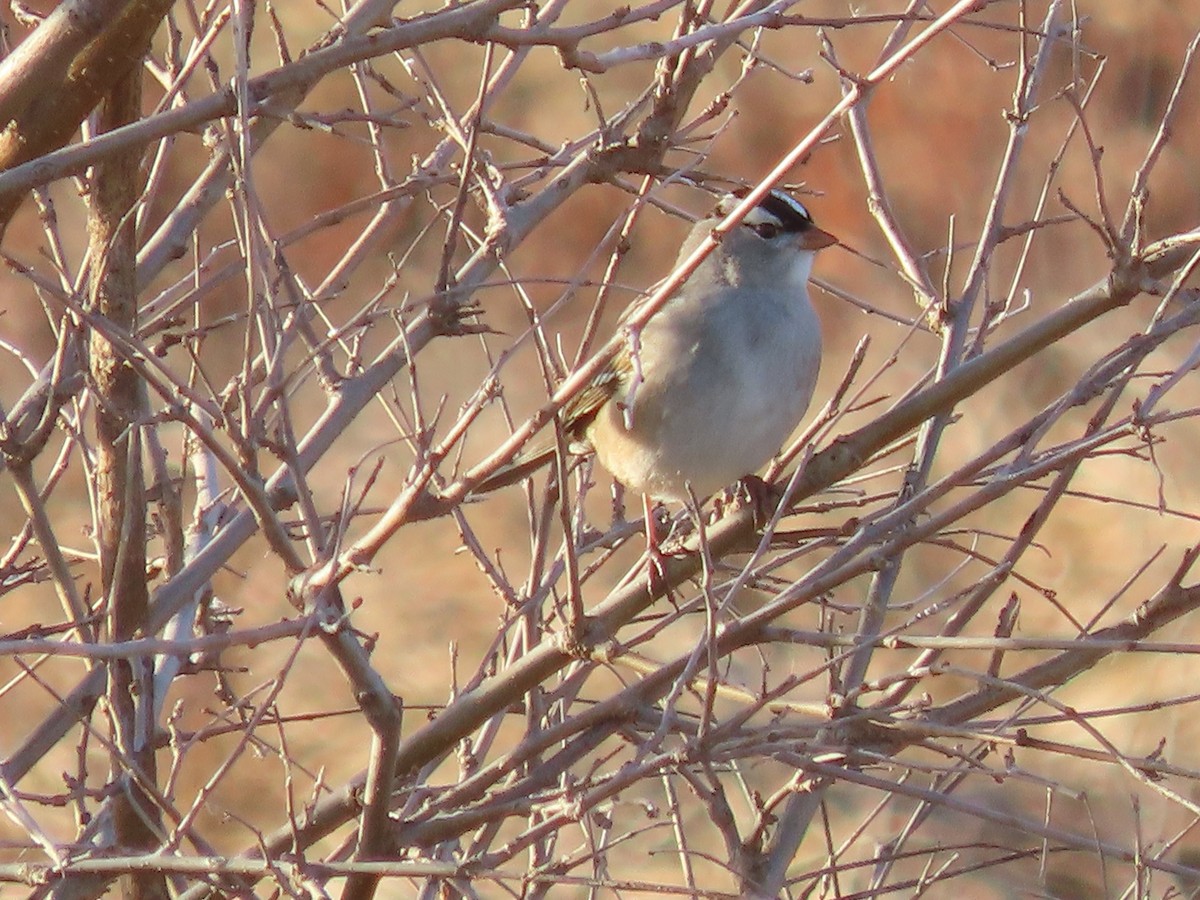 hvitkronespurv - ML647084101