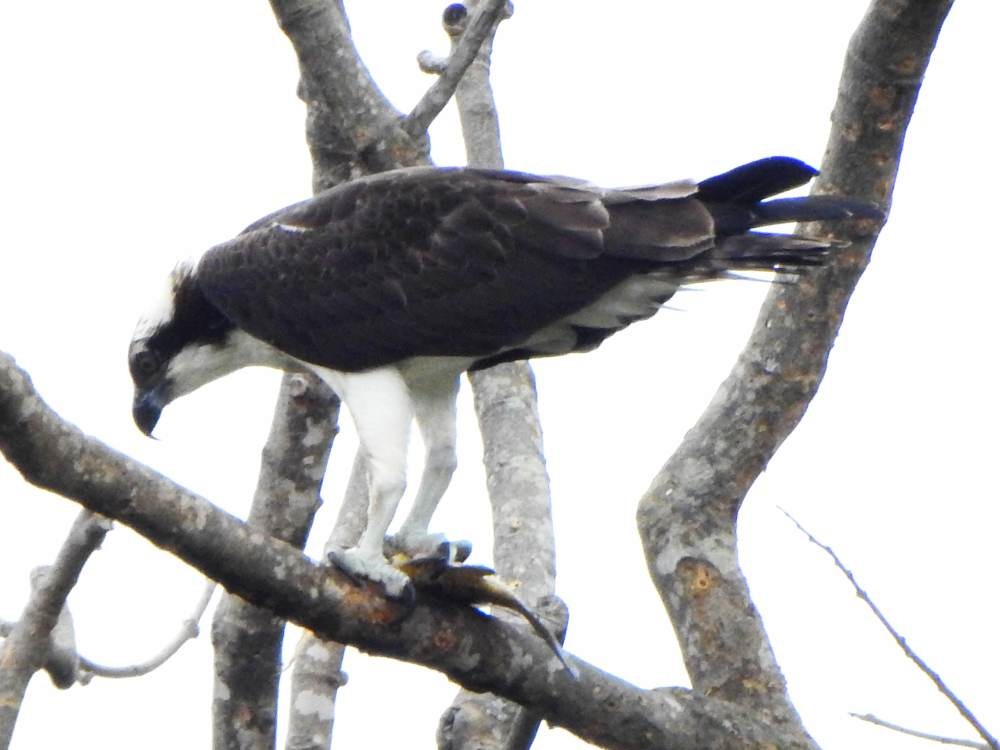 fiskeørn - ML647084102