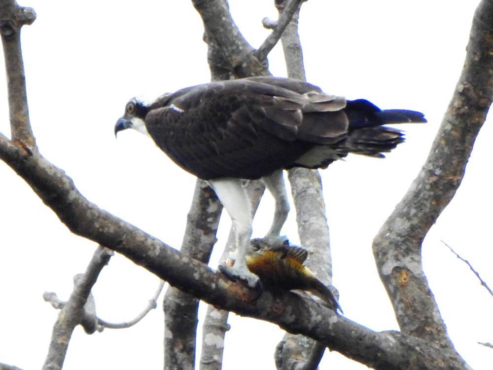 fiskeørn - ML647084103