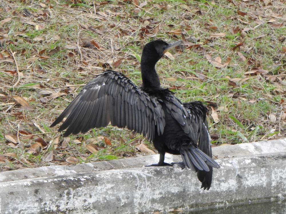 flodskarv - ML647084108