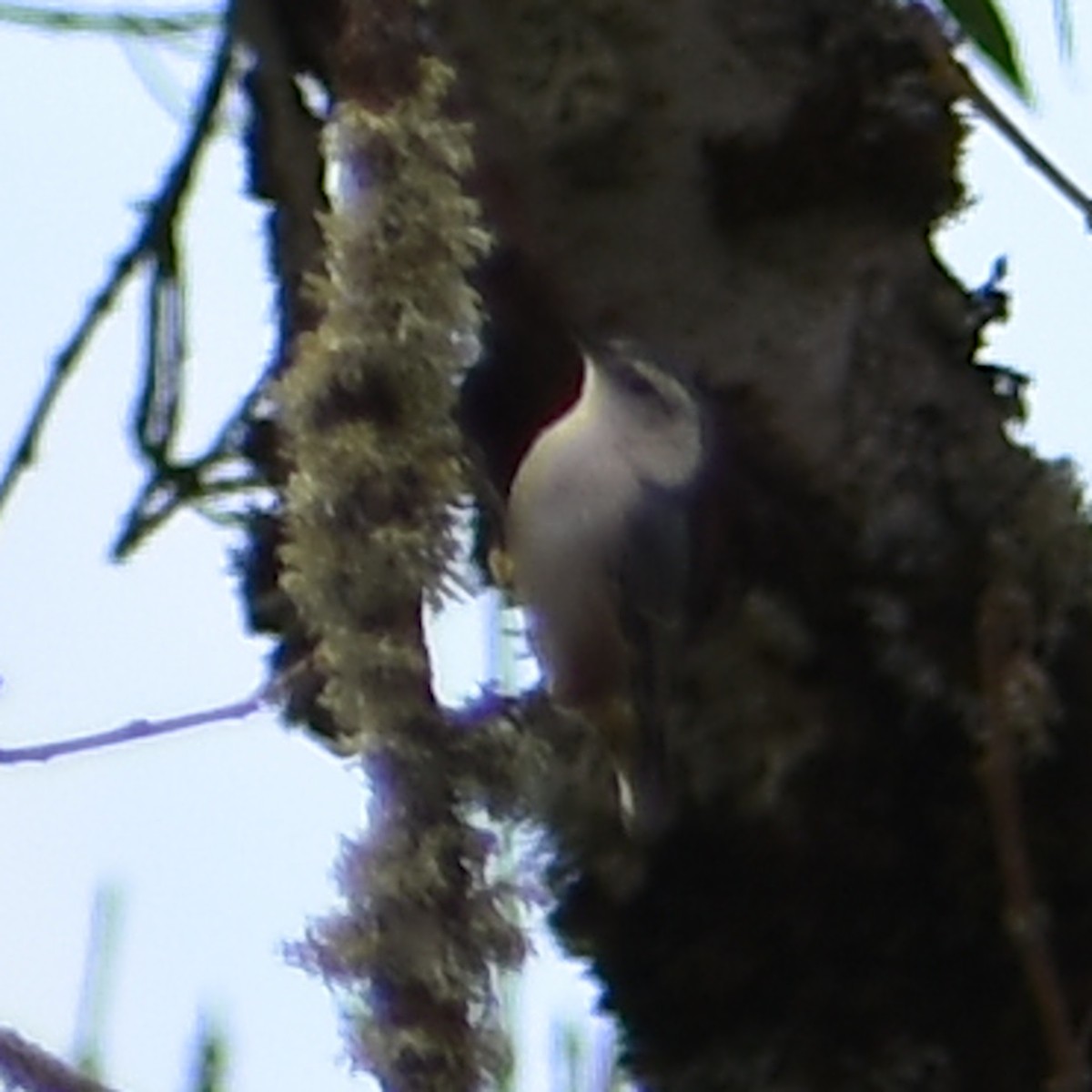 hvitbrystspettmeis - ML647084109