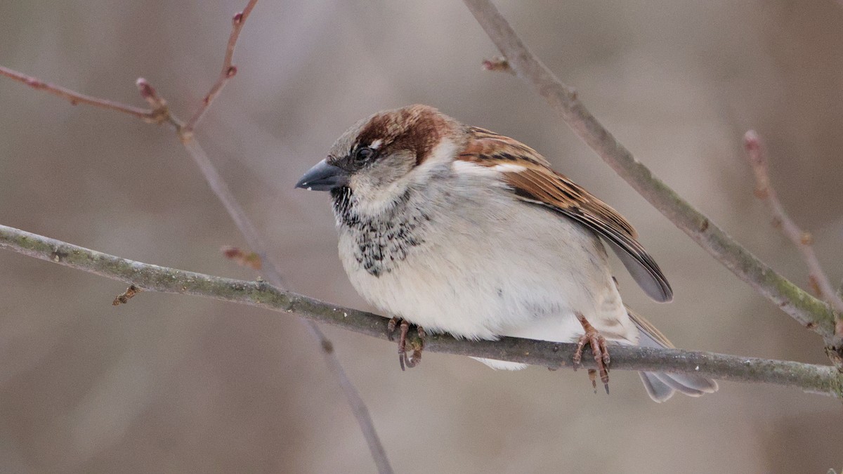 gråspurv - ML647084110