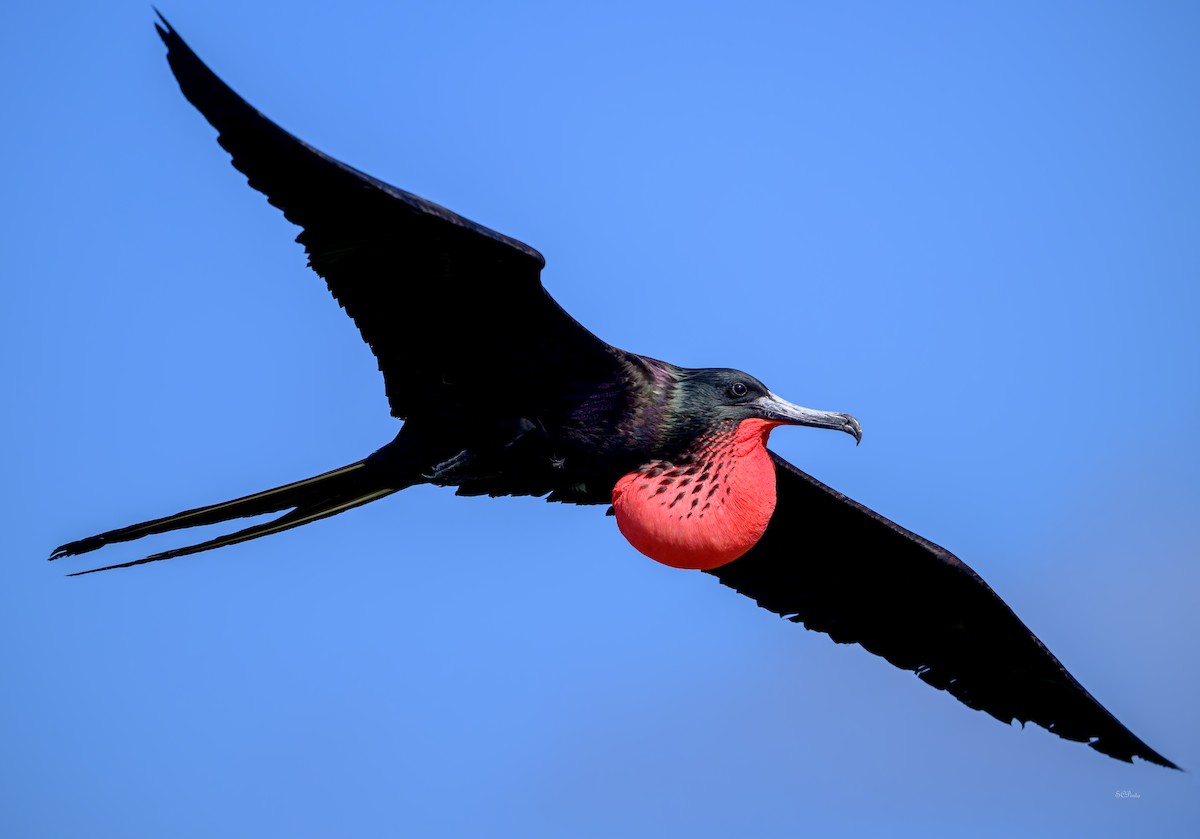 praktfregattfugl - ML647084111