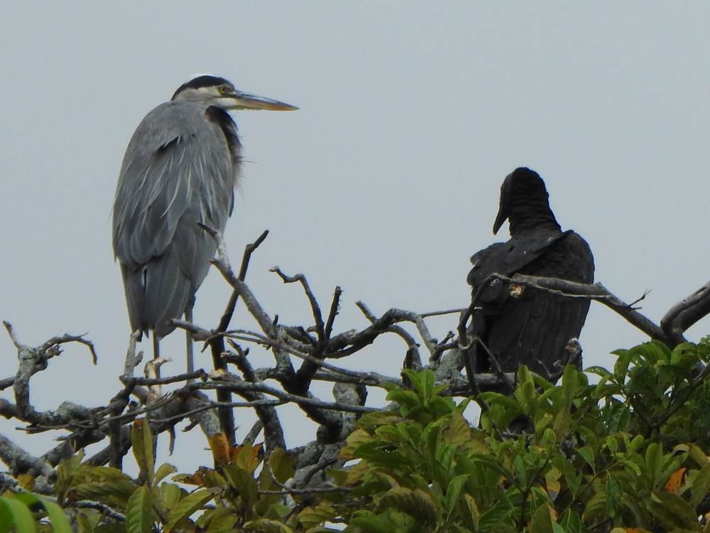 herodiashegre - ML647084112