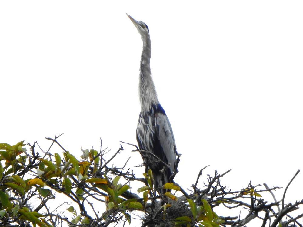 herodiashegre - ML647084113