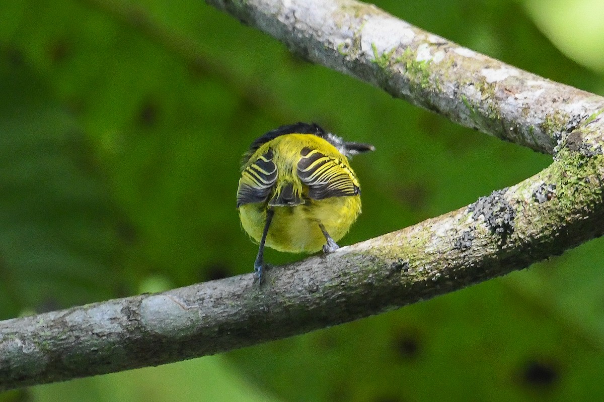 svarthodetodityrann - ML647084114