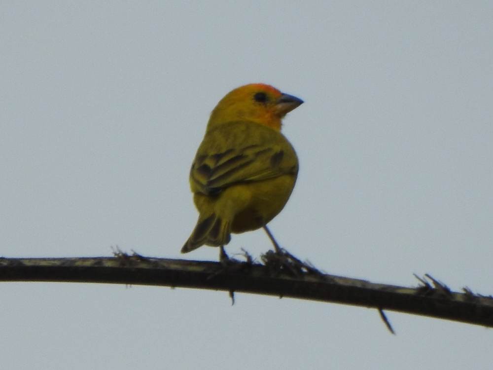 safranspurv - ML647084117