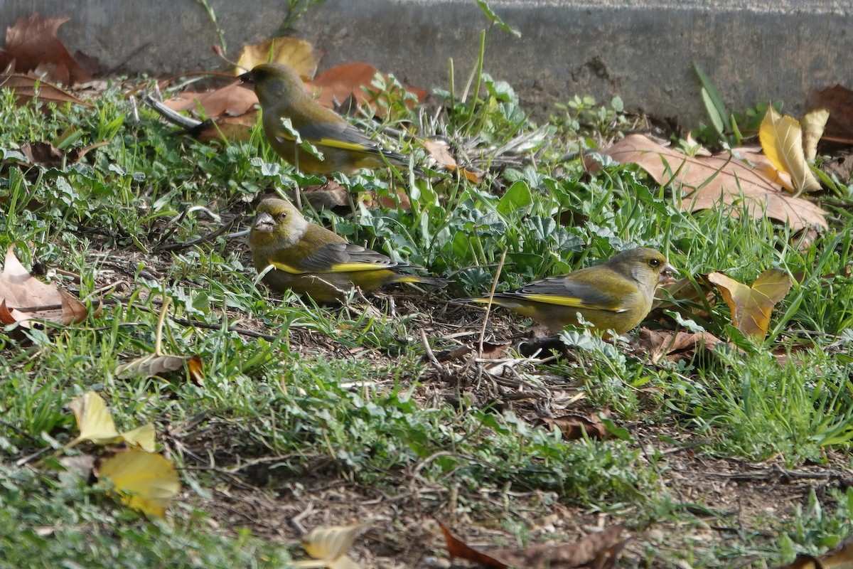 grønnfink - ML647084118