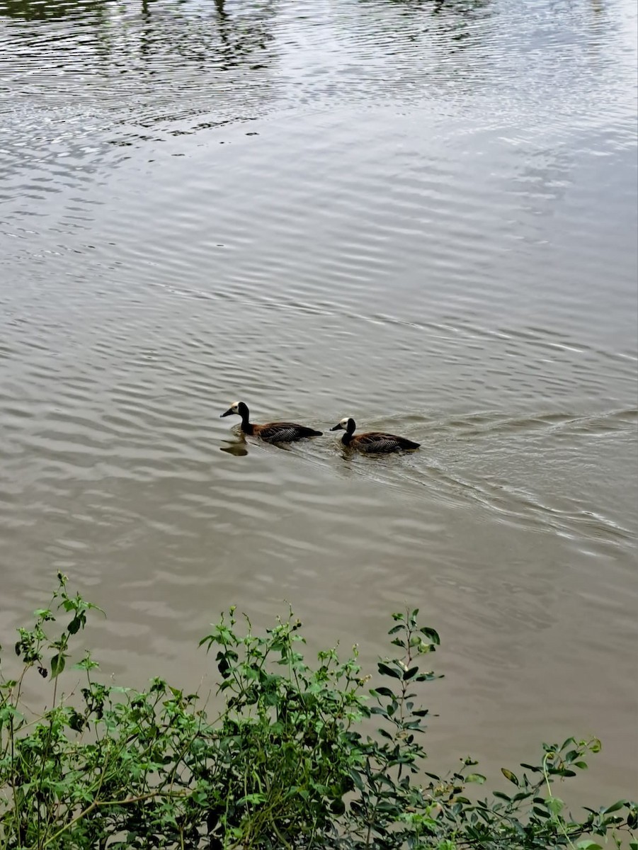 White-faced Whistling-Duck - ML647084142