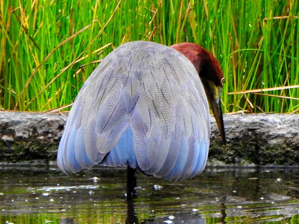 Rufescent Tiger-Heron - ML647084156