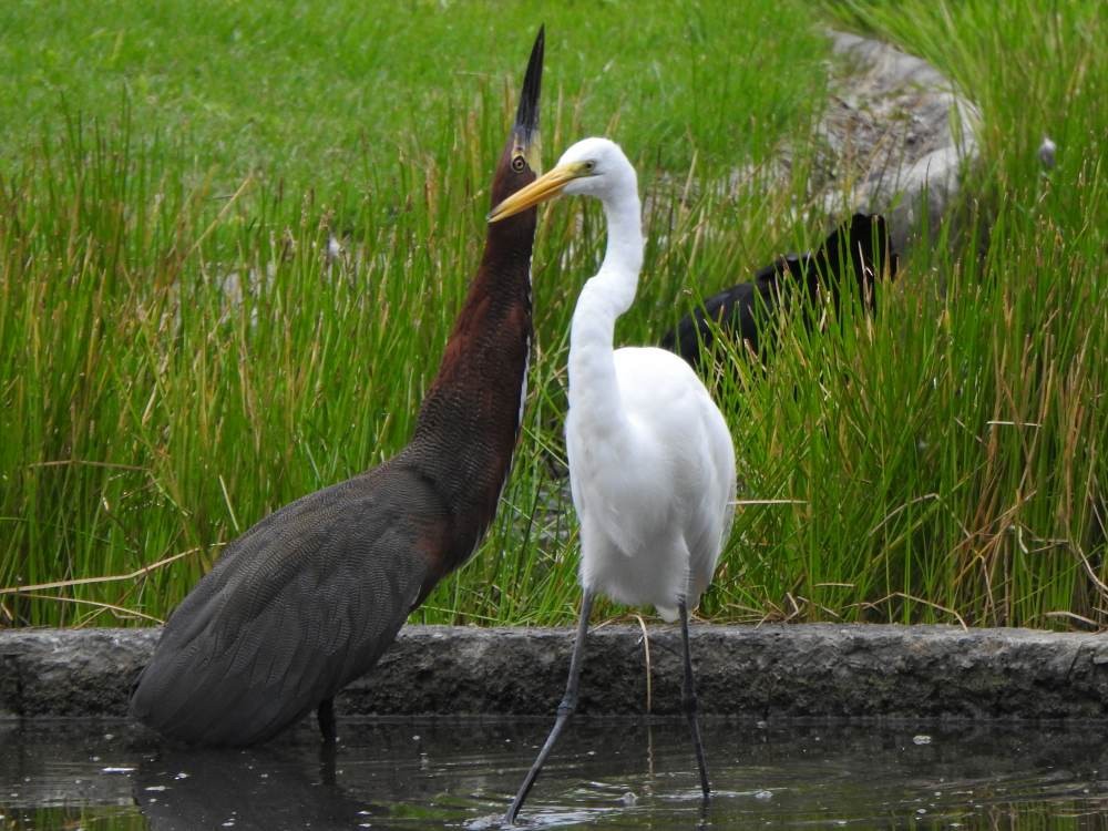 Rufescent Tiger-Heron - ML647084157