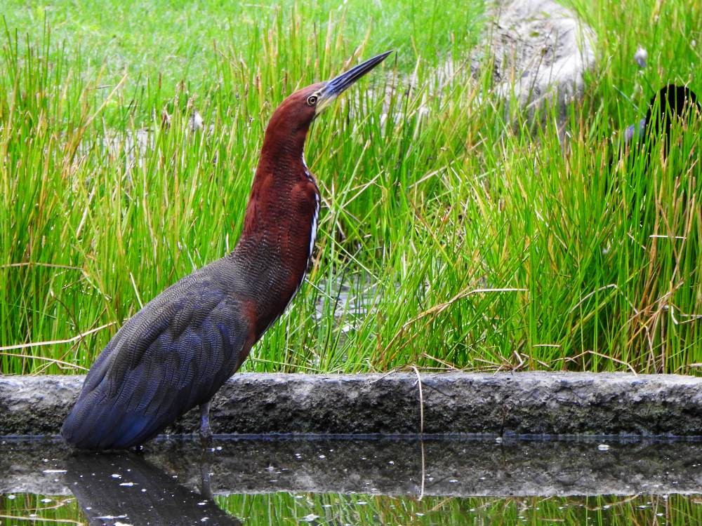 Rufescent Tiger-Heron - ML647084158